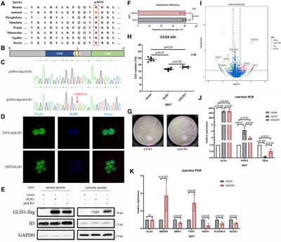 GLIS Family Zinc Finger 1 was First Linked With Preaxial Polydactyly I in Humans by Stepwise Genetic Analysis